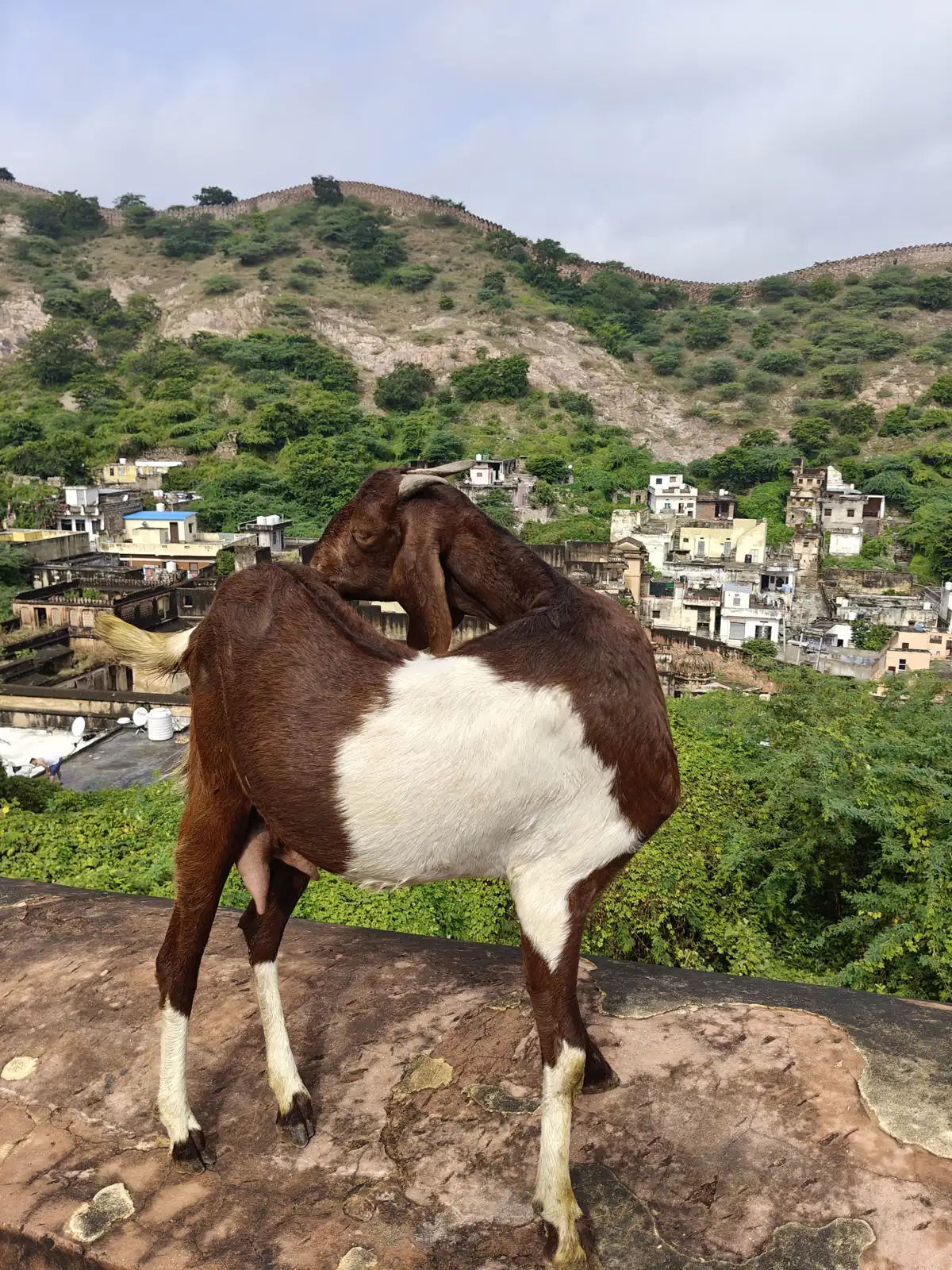 Goat standing on a rock above Amer town in the Aravalli hills