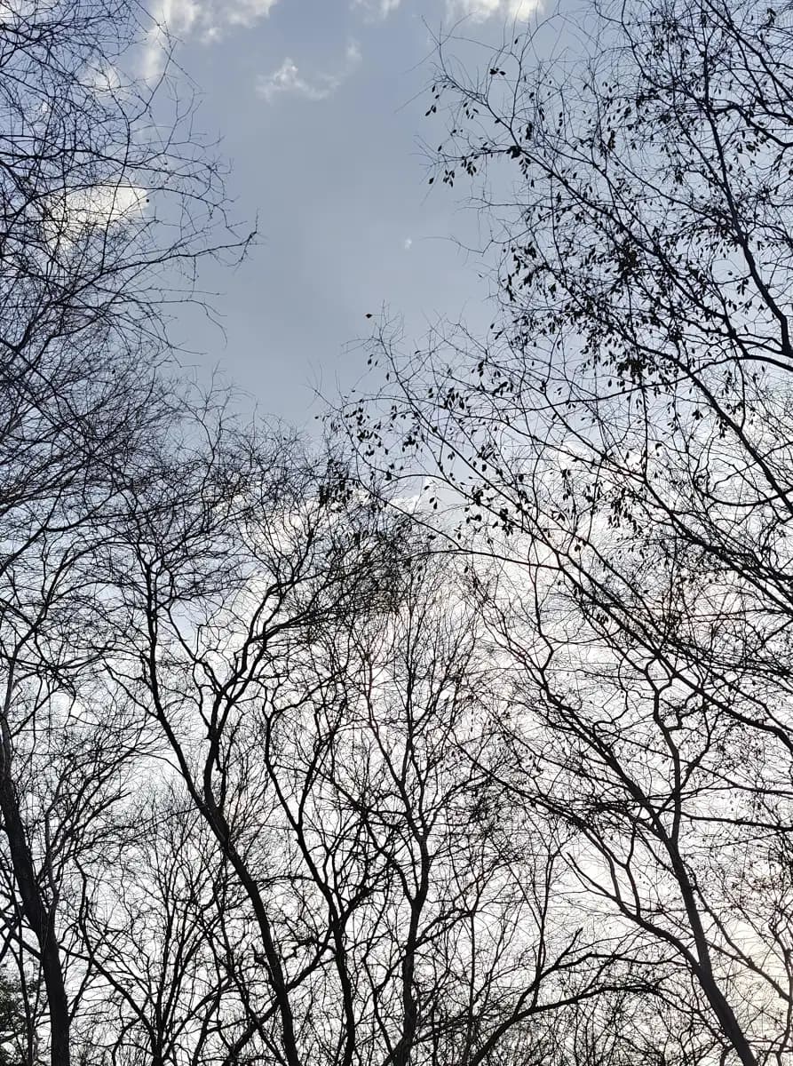 Bare winter trees in the Aravalli forest near Amber